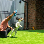 Professional Dog Training in Burlington: A Complete Guide
